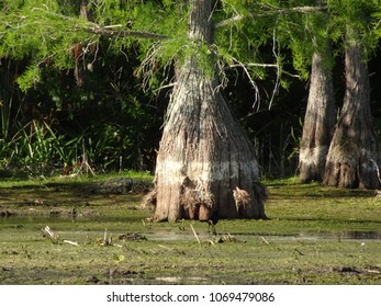 Birds Of The Florida Cypress Swamp