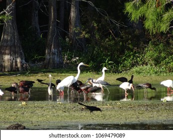 Birds Of The Florida Cypress Swamp