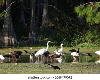 Birds Of The Florida Cypress Swamp