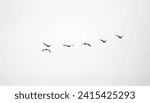 birds fly against the sky