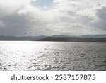 Birds fly over calm lake water, Fern Ridge Oregon