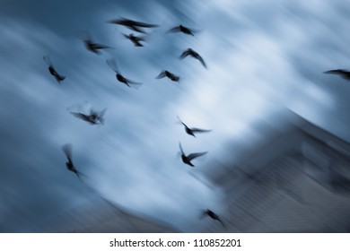 Birds Fly Over Roofs Long Exposure