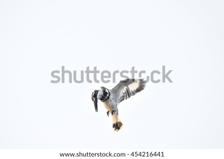 Similar – Image, Stock Photo White-fronted geese