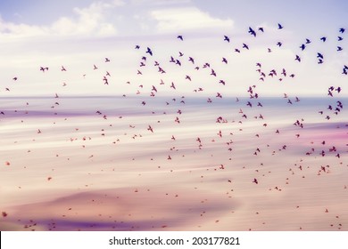 Birds Flying And Abstract Sky ,spring Background Abstract Happy Background,freedom Birds Concept,symbol Of Liberty And Freedom 