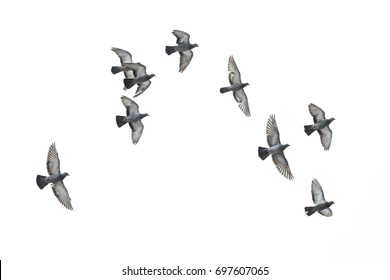 Birds flying in the air - Shutterstock ID 697607065