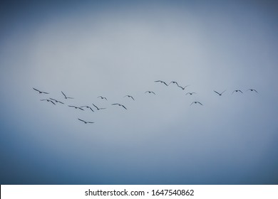 小鳥 シルエット イラスト の写真素材 画像 写真 Shutterstock