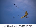 Birds flying behind an ULM