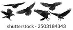 Birds flying black ravens isolated on white background Corvus corax. Halloween - mix six flying birds