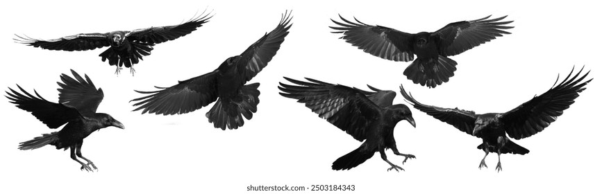 Birds flying black ravens isolated on white background Corvus corax. Halloween - mix six flying birds