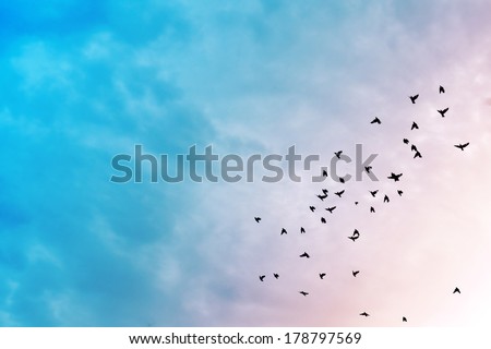Birds flying in the blue sky .