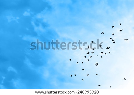 Birds flying in the blue sky .