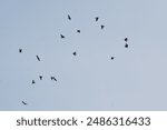  birds flying in blue sky, fly concept.Large flock of cranes flying in sky. High quality photo.Bird migration, group of cranes flying high up in blue sky.big bird in the natural habitat.