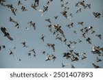 Birds flying in the blue sky, these are pigeons in souq waqif, Doha, Qatar