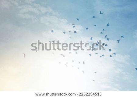 Birds flying in blue sky. White background with space for text. Birds flying in Languedoc-Roussillon region, Aude department, France.
