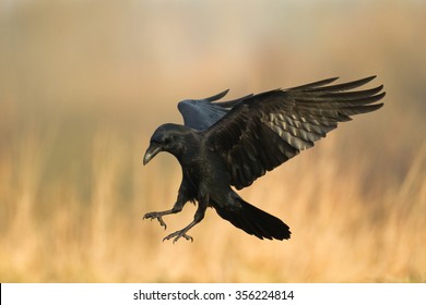 Birds - Flying Common Raven (Corvus corax) 