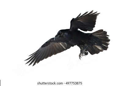 Birds Flying Common Raven Corvus Corax Stock Photo 497753875 | Shutterstock