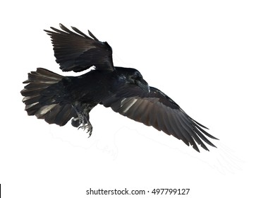 7,222 Raven flying isolated Images, Stock Photos & Vectors | Shutterstock