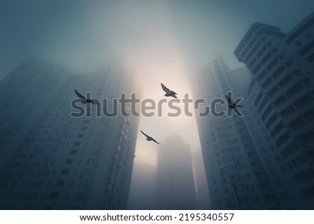 Birds, flying in the foggy morning city among the modern high buildings.
