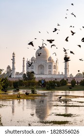 Birds Flying In Front Of The Taj Mahal As Seen From Mehtab Bagh Shrouded In Mist And Air Pollution At Sunset