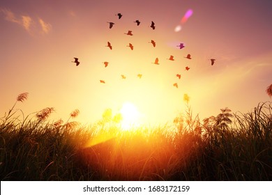 Birds flying and grass flower on sunset sky and cloud abstract background. Freedom and nature concept. Vintage tone filter effect color style. 