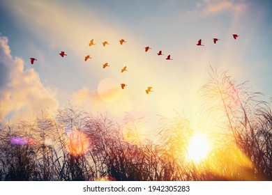 Birds flying and grass flower on sunset sky and cloud abstract background. Freedom and nature environment concept. Vintage tone filter effect color style. 