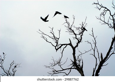 Birds Flying Off  Dead Tree Branches