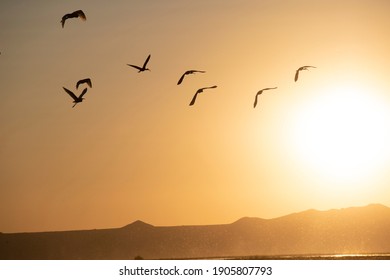 Birds Flying Off Into The Sunset