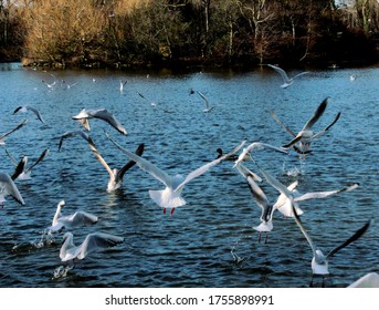 Birds Flying Off A Lake 