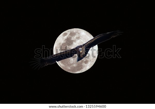 Birds are flying on\
the moon background.