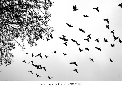 Birds Flying On Pioneer Square Seattle