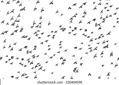 The Birds Are Flying On White Background.