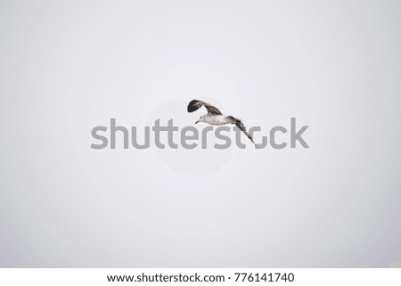 Image, Stock Photo White-fronted geese