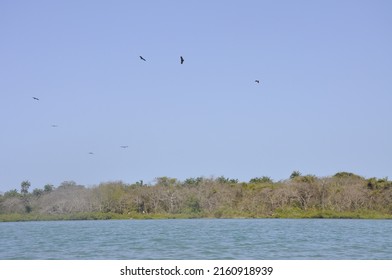 Birds Flying Over Blue Ocean In Formosa Island, Bijagós Archipelago