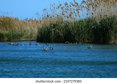 Birds Flying Over The Ebro River