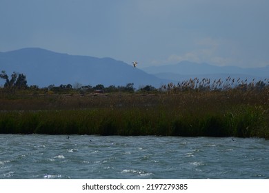 Birds Flying Over The Ebro River