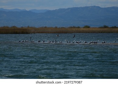 Birds Flying Over The Ebro River