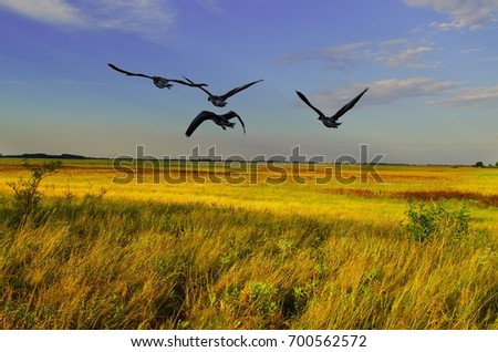 Birds flying over in The Neusiedler See -  National Park scenery, Austria. Stock photo © 