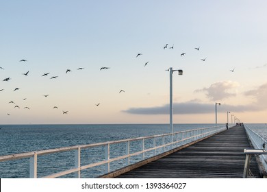 Birds flying over seaside pier - Powered by Shutterstock