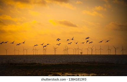 Birds Flying Over Windmills In Sunset, Malmö, Sweden