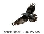 Birds flying raven isolated on white background Corvus corax. Halloween - flying bird