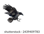 Birds flying raven isolated on white background Corvus corax. Halloween - flying bird