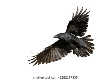 Birds flying raven isolated on white background Corvus corax. Halloween - flying bird
