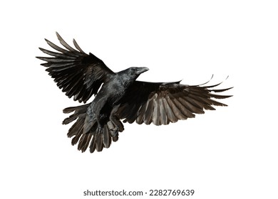 Birds flying raven isolated on white background Corvus corax. Halloween - flying bird	
					
