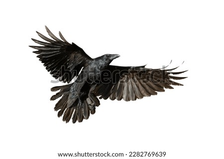 Birds flying raven isolated on white background Corvus corax. Halloween - flying bird	
