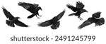 Birds flying ravens isolated on white background Corvus corax. Halloween - mix five flying birds