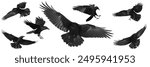 Birds flying ravens isolated on white background Corvus corax. Halloween - mix seven flying birds