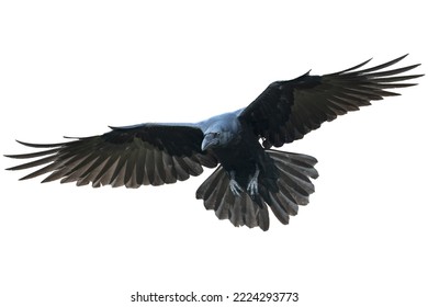 Aves que vuelan barrancos aislados en el fondo blanco Corvus corax. Halloween - pájaro volador. silueta de un gran ave negra cortada en fondo blanco para aplicaciones de diseño gráfico