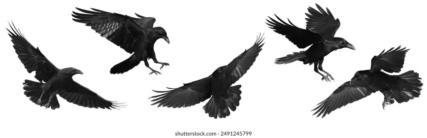 Birds flying ravens isolated on white background Corvus corax. Halloween - mix five flying birds