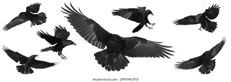 Birds flying ravens isolated on white background Corvus corax. Halloween - mix seven flying birds