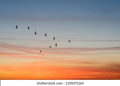 birds flying in the shape of v on the cloudy sunset sky 